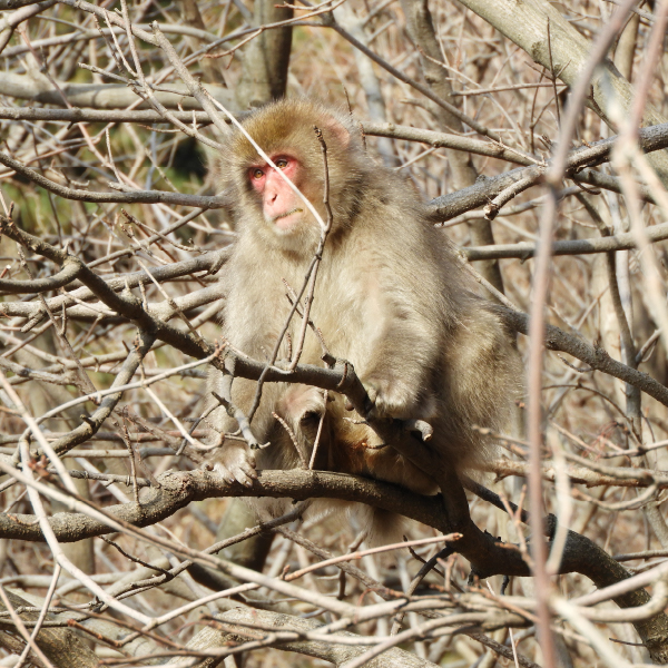 白神山地の動物たち