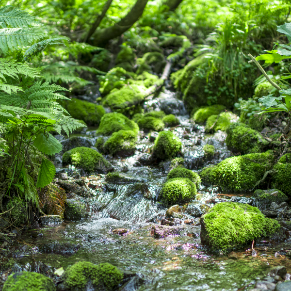 白神山地の水がおいしい5つの理由